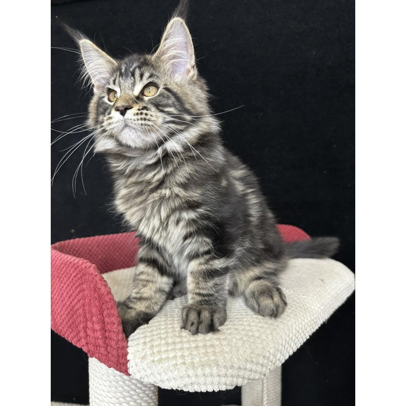 Maine Coon EZ Casper