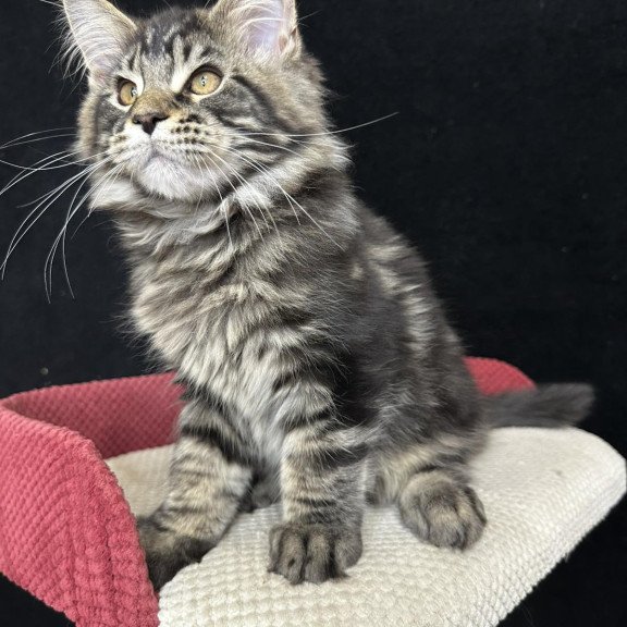 Maine Coon EZ Casper