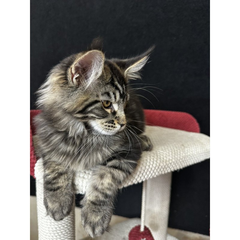 Maine Coon EZ Casper