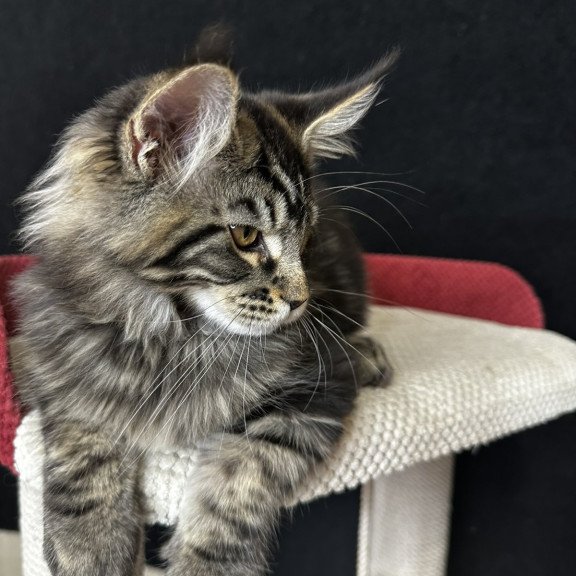 Maine Coon EZ Casper