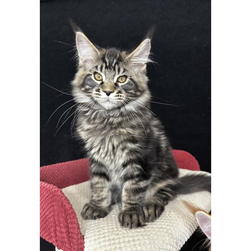 Maine Coon EZ Casper