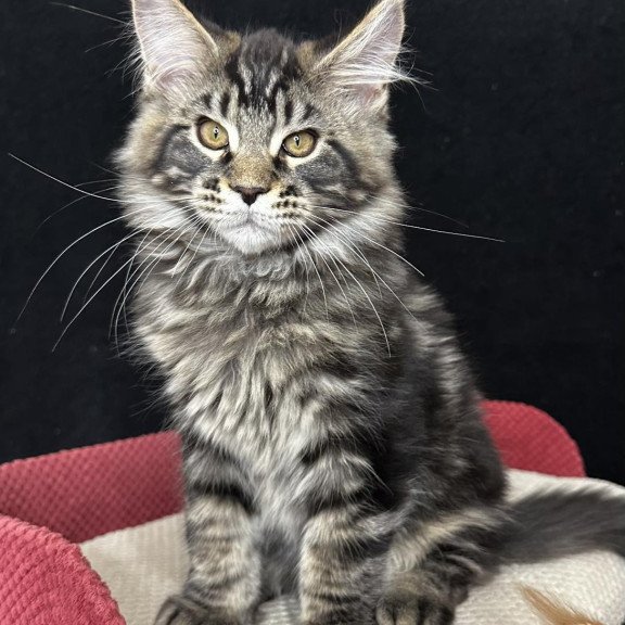 Maine Coon EZ Casper