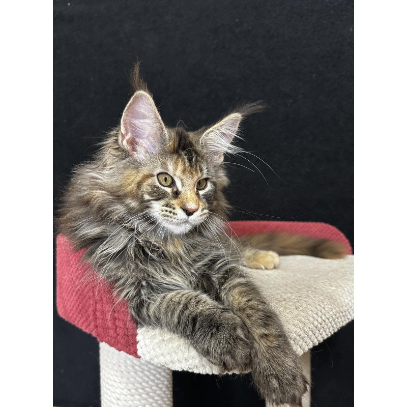 Maine Coon EZ Carmen