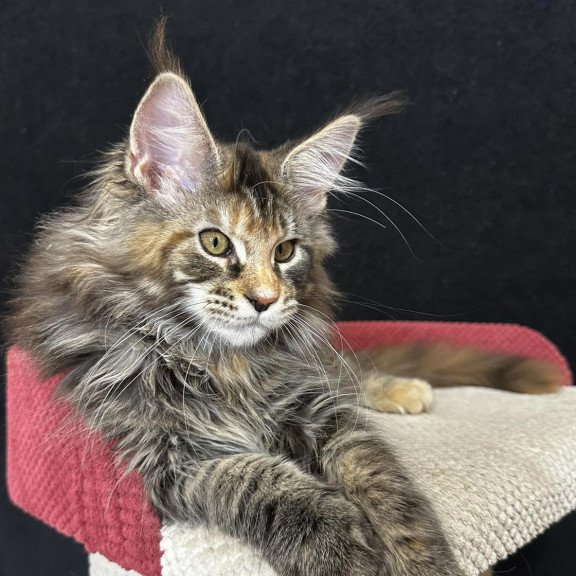 Maine Coon EZ Carmen