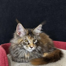 Maine Coon EZ Carmen