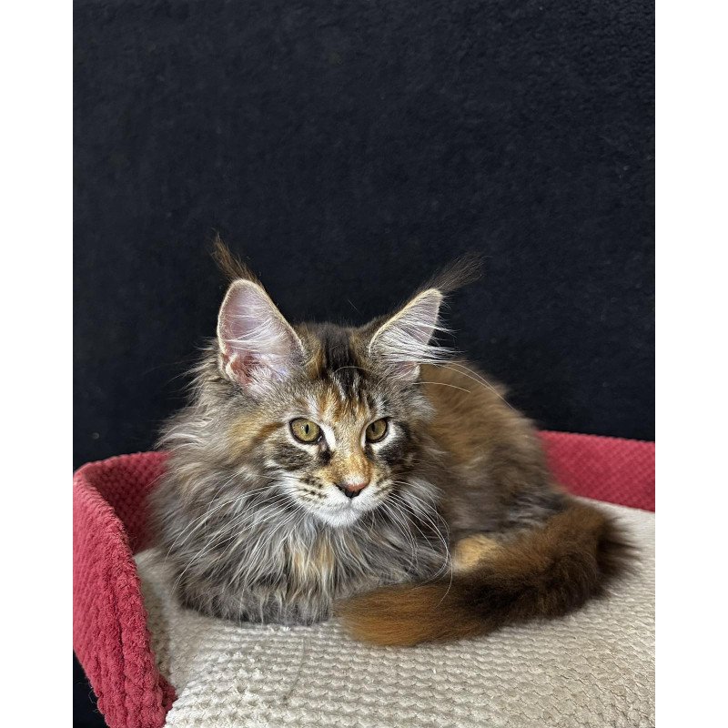 Maine Coon EZ Carmen