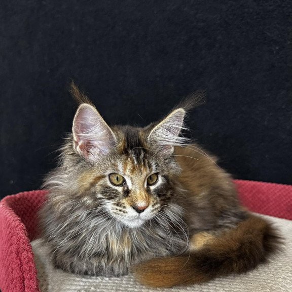 Maine Coon EZ Carmen