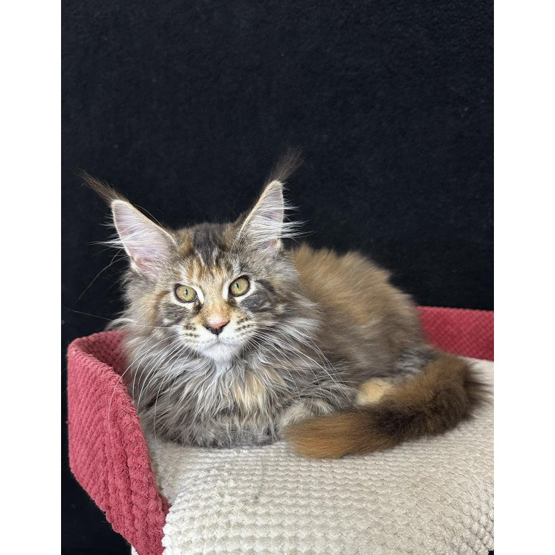Maine Coon EZ Carmen