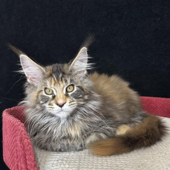 Maine Coon EZ Carmen
