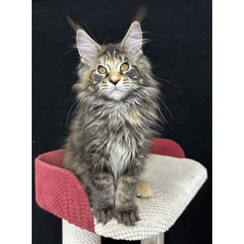 Maine Coon EZ Carmen