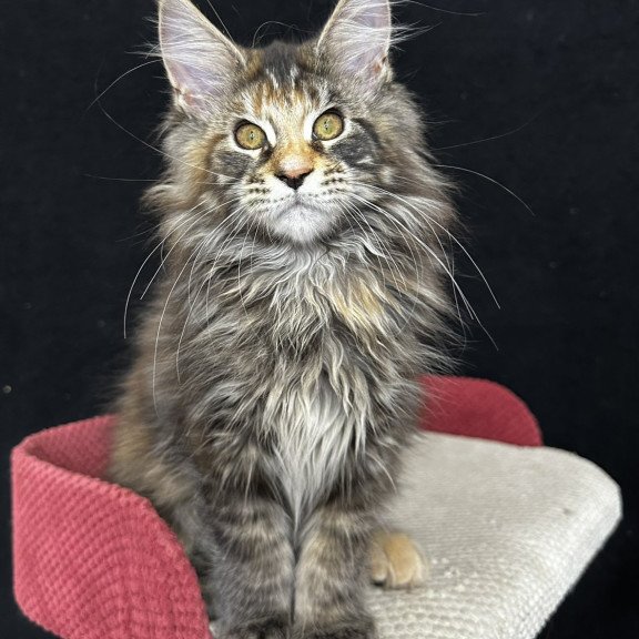 Maine Coon EZ Carmen