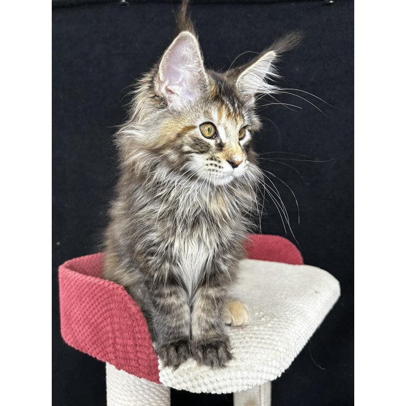 Maine Coon EZ Carmen