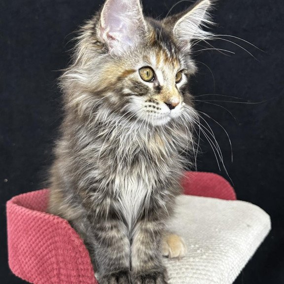 Maine Coon EZ Carmen