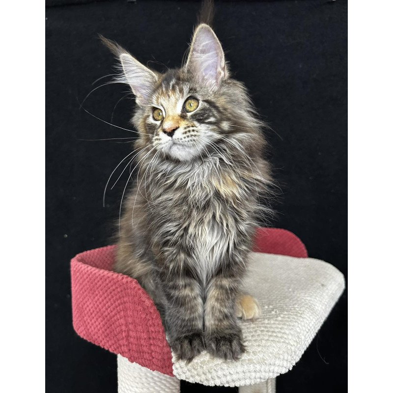 Maine Coon EZ Carmen