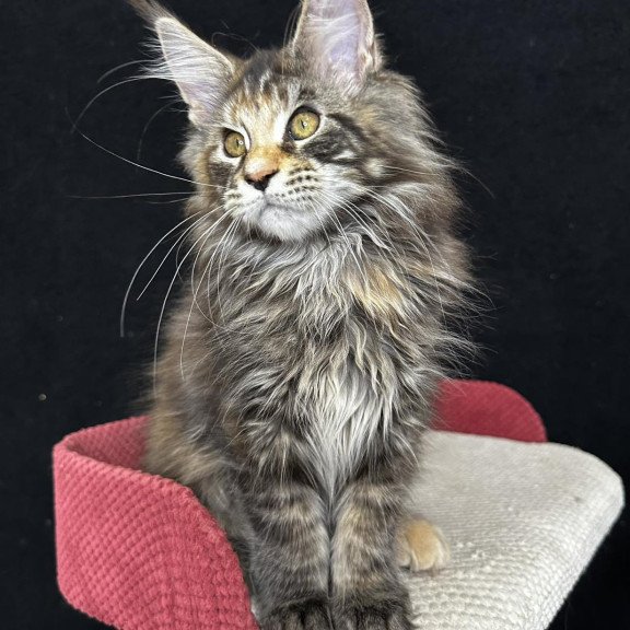 Maine Coon EZ Carmen