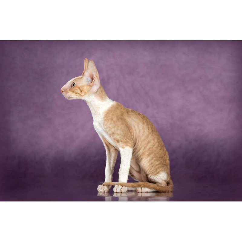 Cornish Rex EZ Cosmo