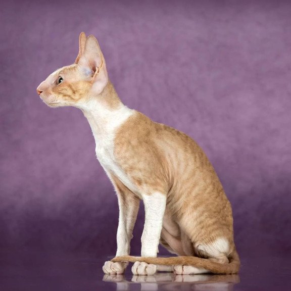 Cornish Rex EZ Cosmo