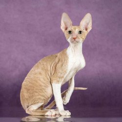 Cornish Rex EZ Cosmo