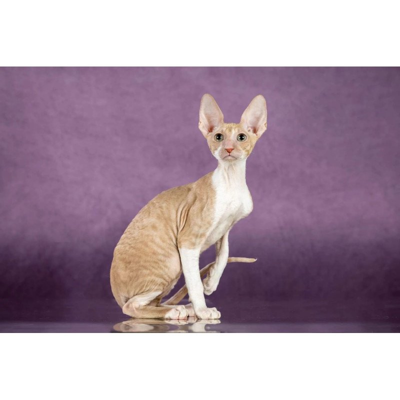 Cornish Rex EZ Cosmo