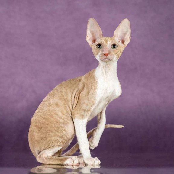 Cornish Rex EZ Cosmo