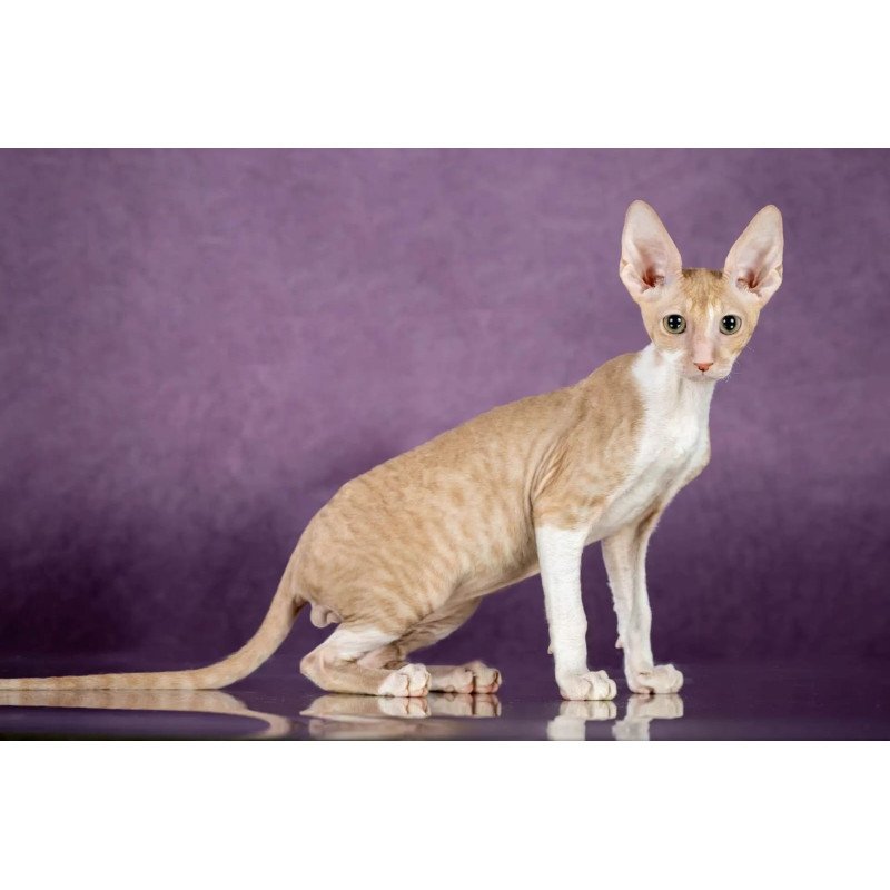 Cornish Rex EZ Cosmo