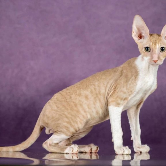 Cornish Rex EZ Cosmo