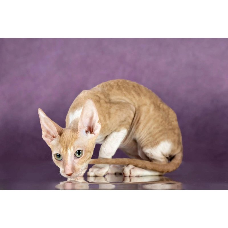 Cornish Rex EZ Cosmo