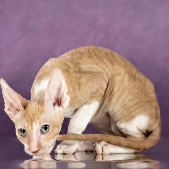 Cornish Rex EZ Cosmo