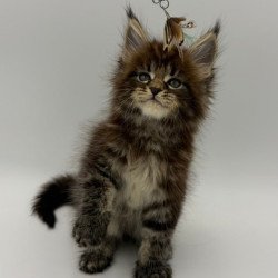 Maine Coon Zeus