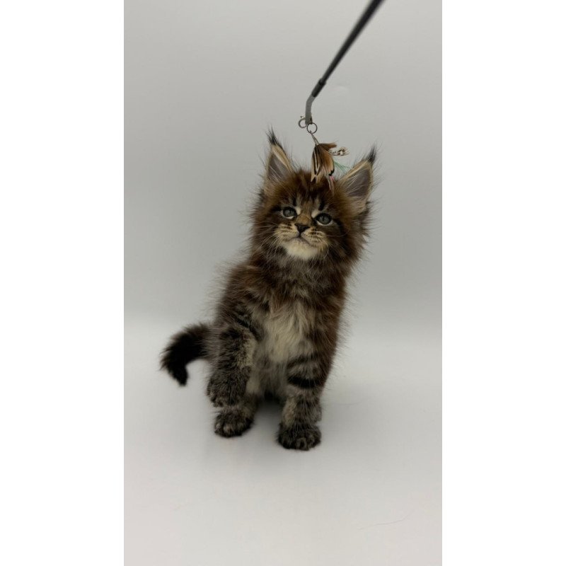 Maine Coon Zeus