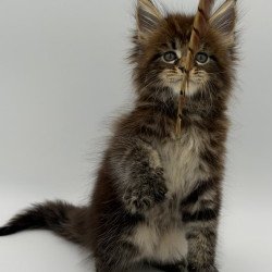 Maine Coon Zeus