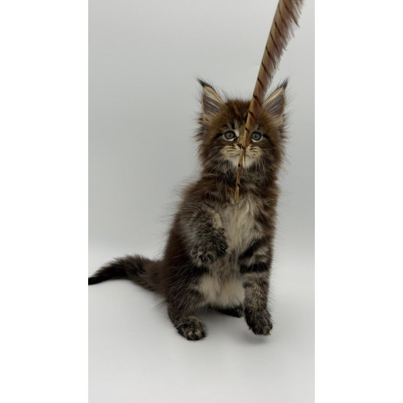 Maine Coon Zeus