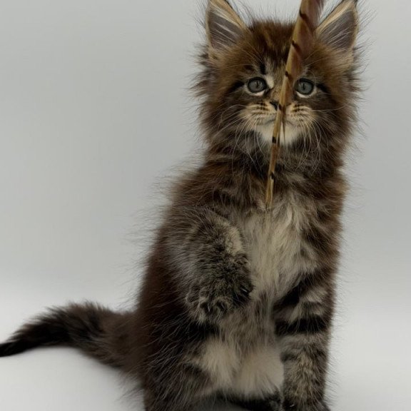Maine Coon Zeus