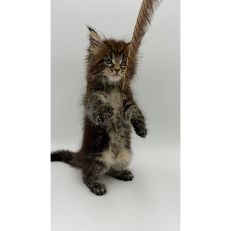 Maine Coon Zeus