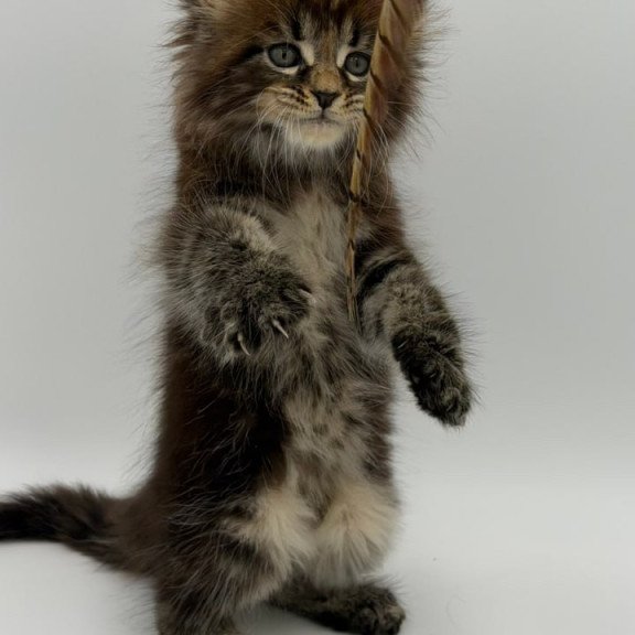 Maine Coon Zeus
