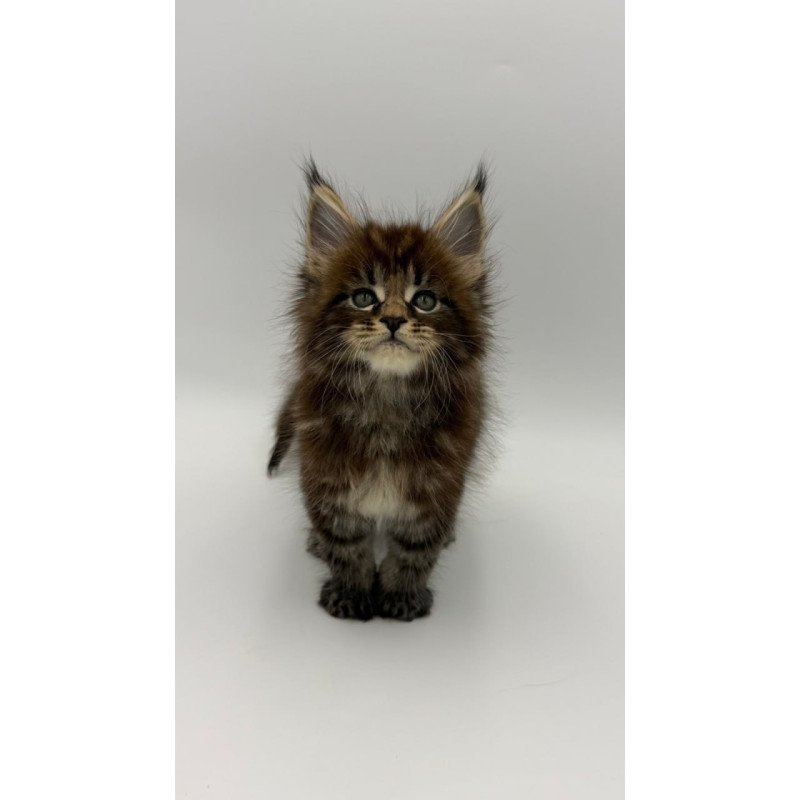 Maine Coon Zeus