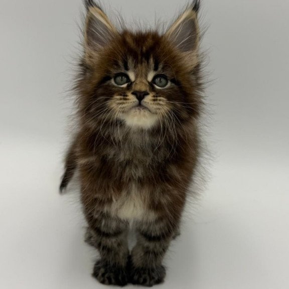 Maine Coon Zeus