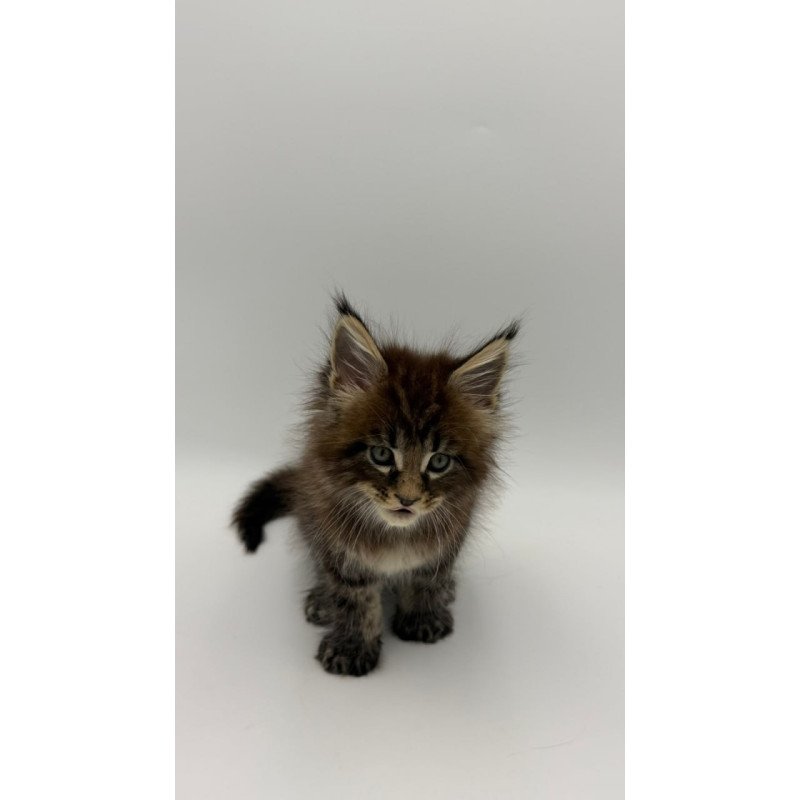 Maine Coon Zeus