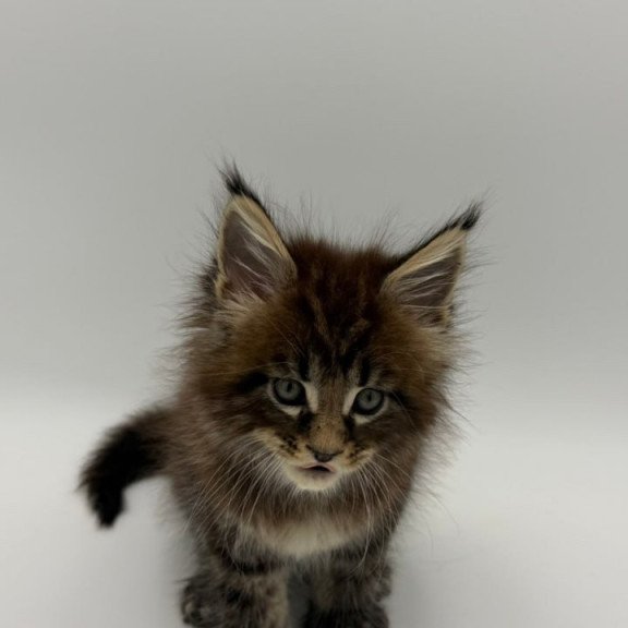 Maine Coon Zeus