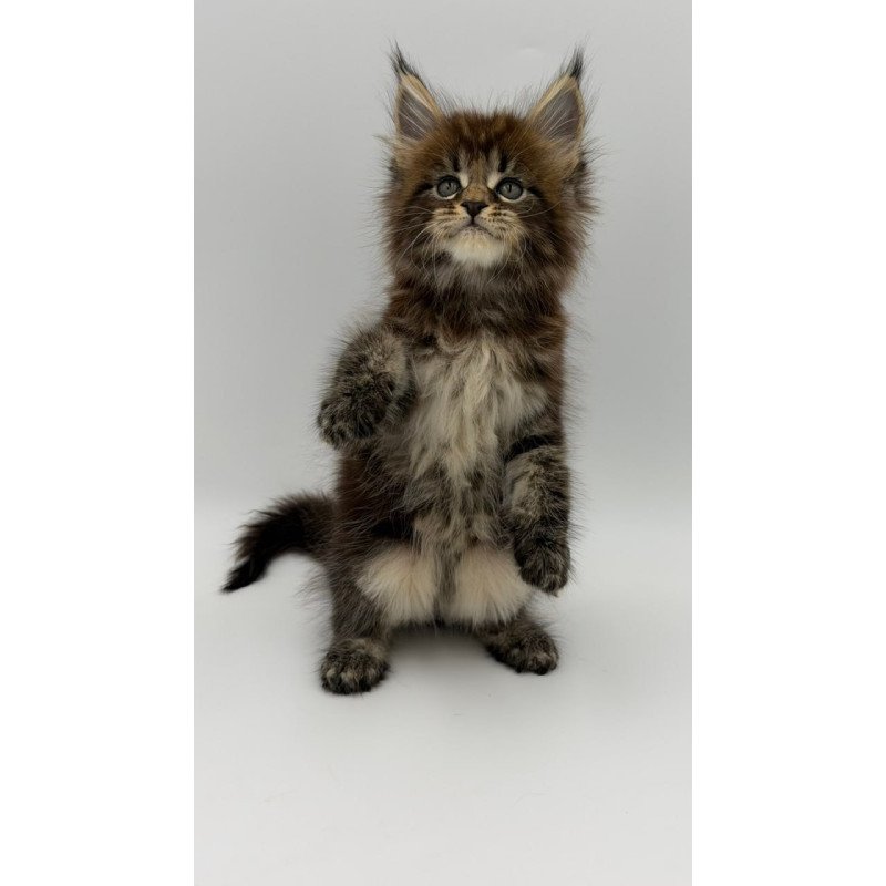 Maine Coon Zeus