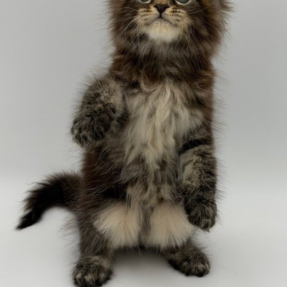 Maine Coon Zeus