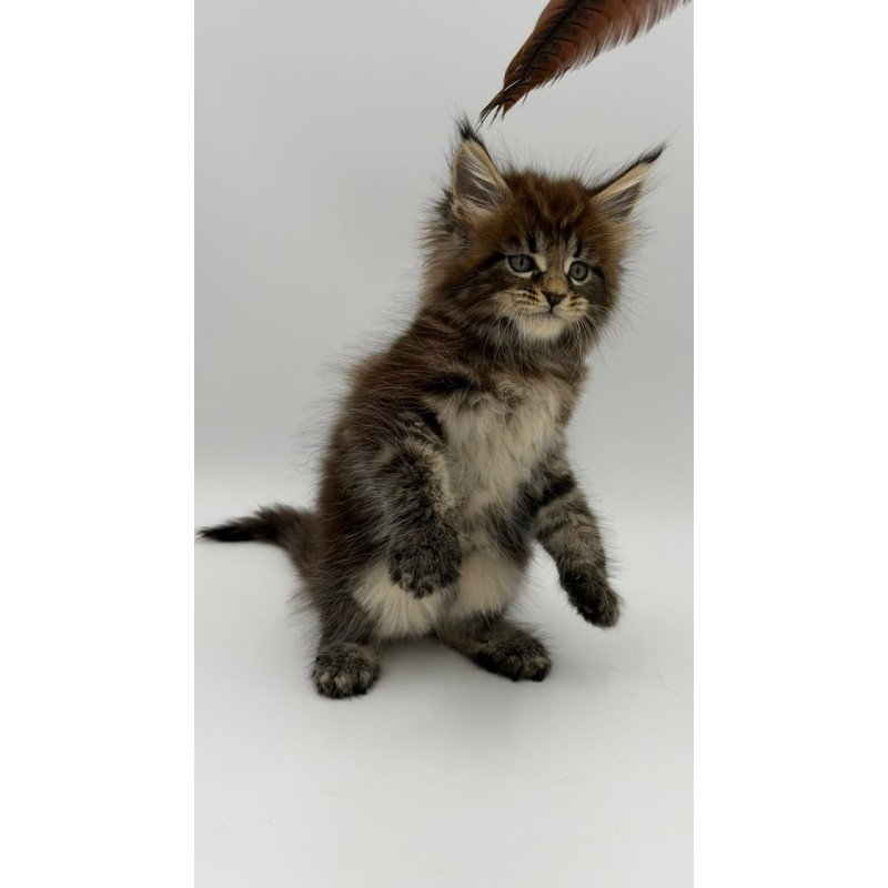 Maine Coon Zeus