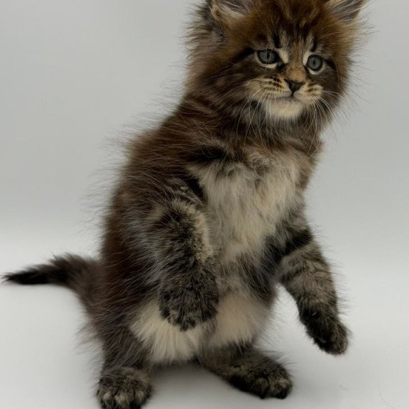 Maine Coon Zeus