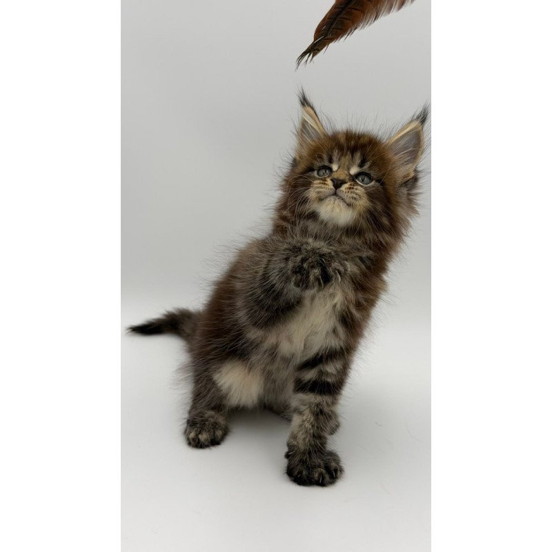 Maine Coon Zeus