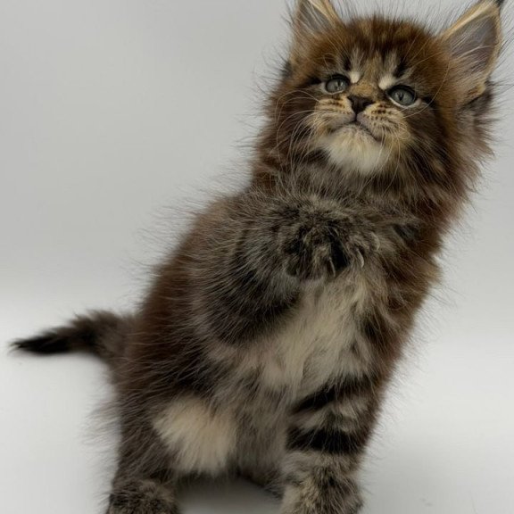 Maine Coon Zeus