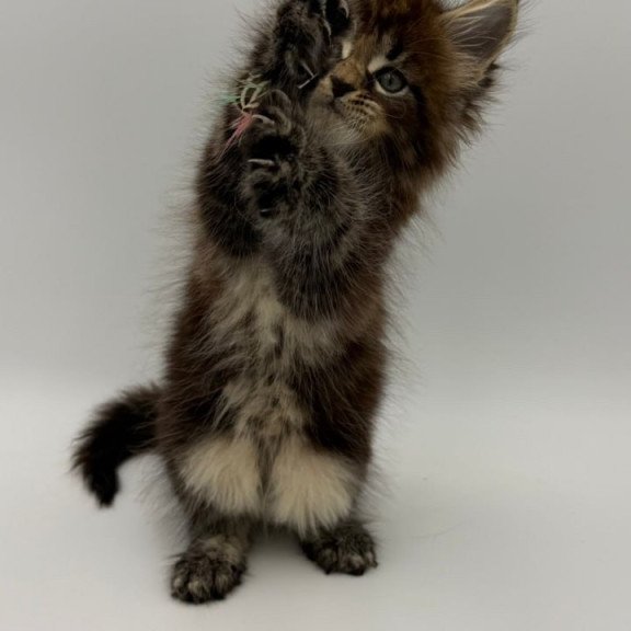 Maine Coon Zeus