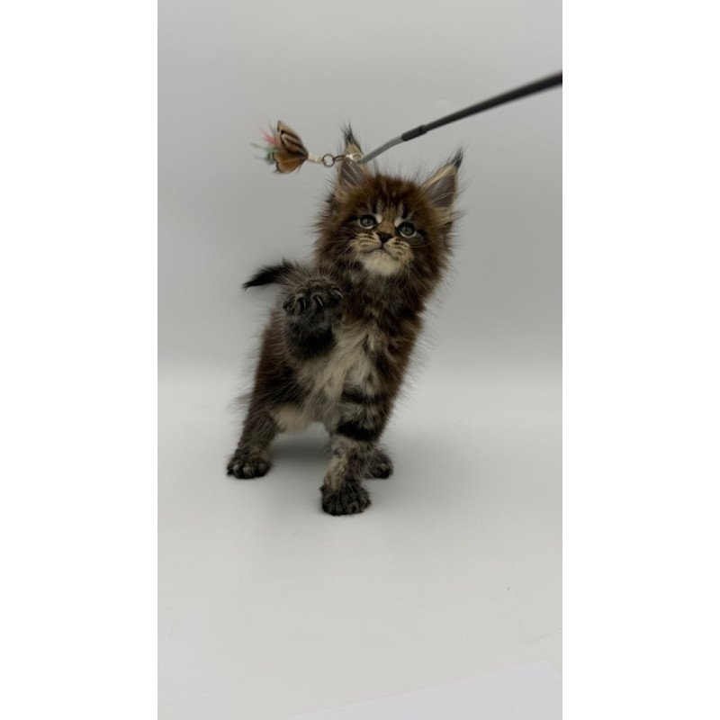 Maine Coon Zeus