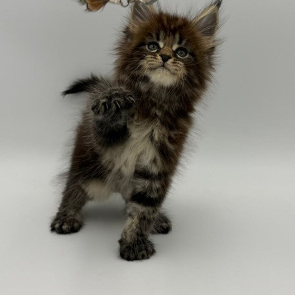 Maine Coon Zeus