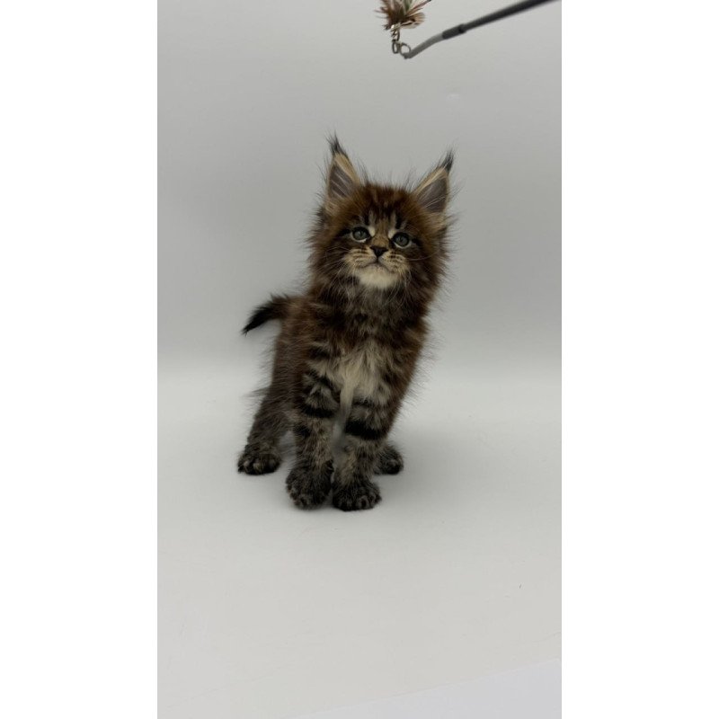 Maine Coon Zeus