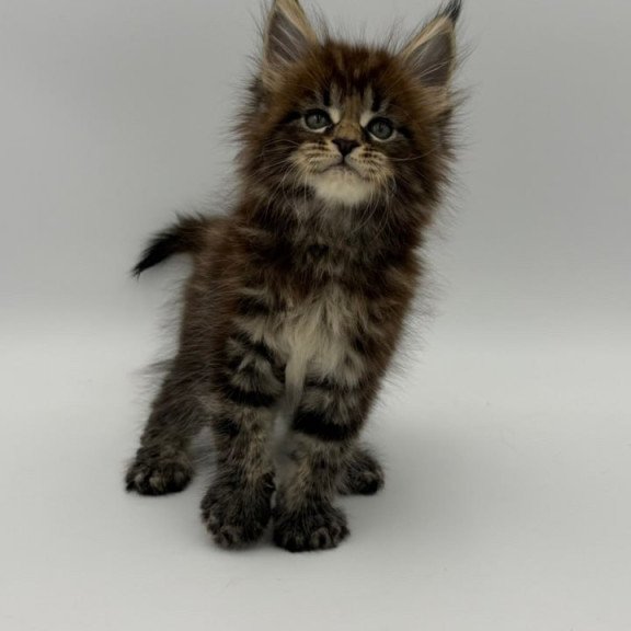 Maine Coon Zeus